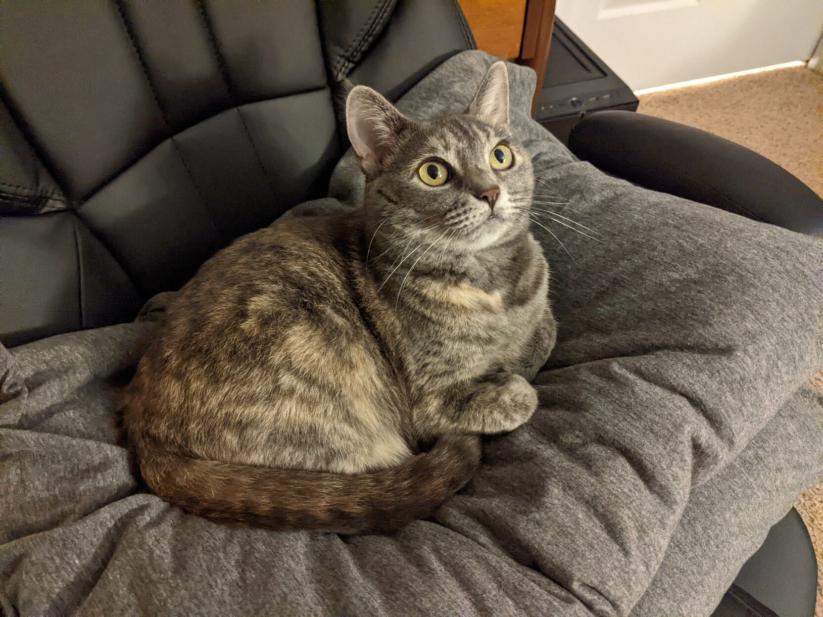 Our cat, Aida. She is sitting on her side on a stack of pillows, looking alert.